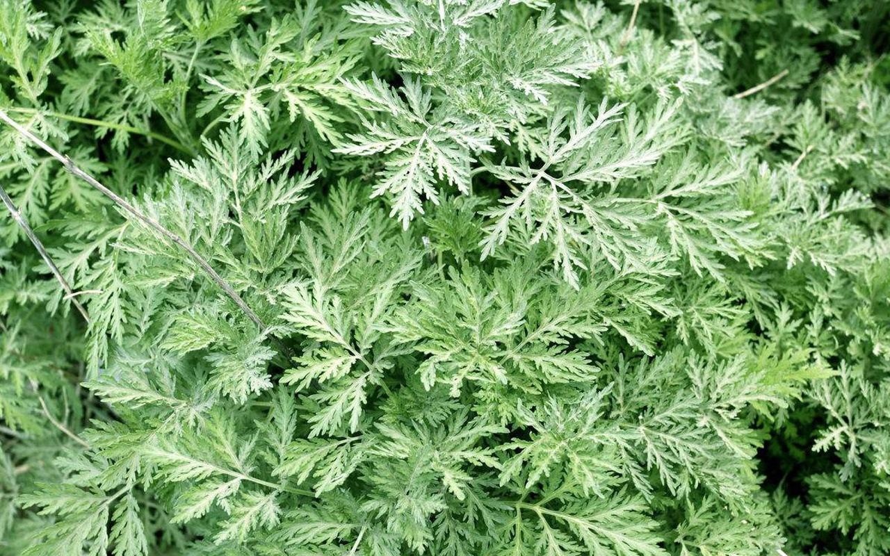 艾草与艾蒿的药性区别有哪些 艾草与艾蒿的不同之处