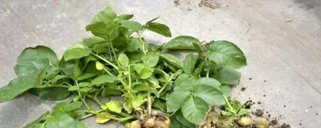 土豆苗要不要掐尖 土豆苗有必要掐尖不