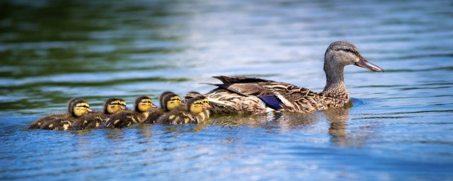 豚子是什么家禽 豚子是什么