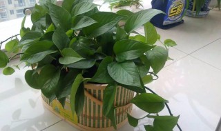 绿霸王的养殖方法和注意事项 绿霸王的养殖方法分享