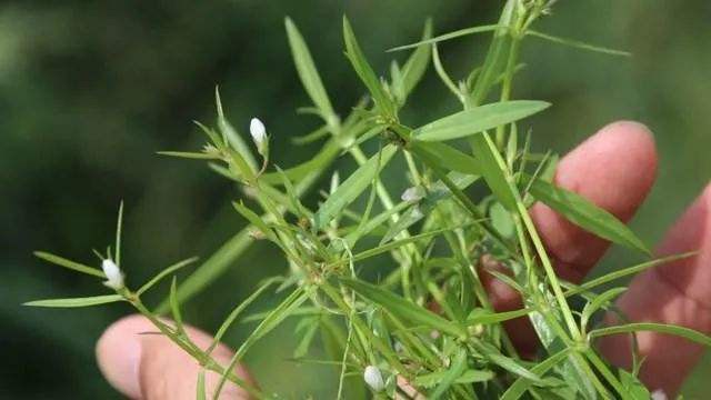 百花草的功效与作用 百花草的功效与作用简单介绍