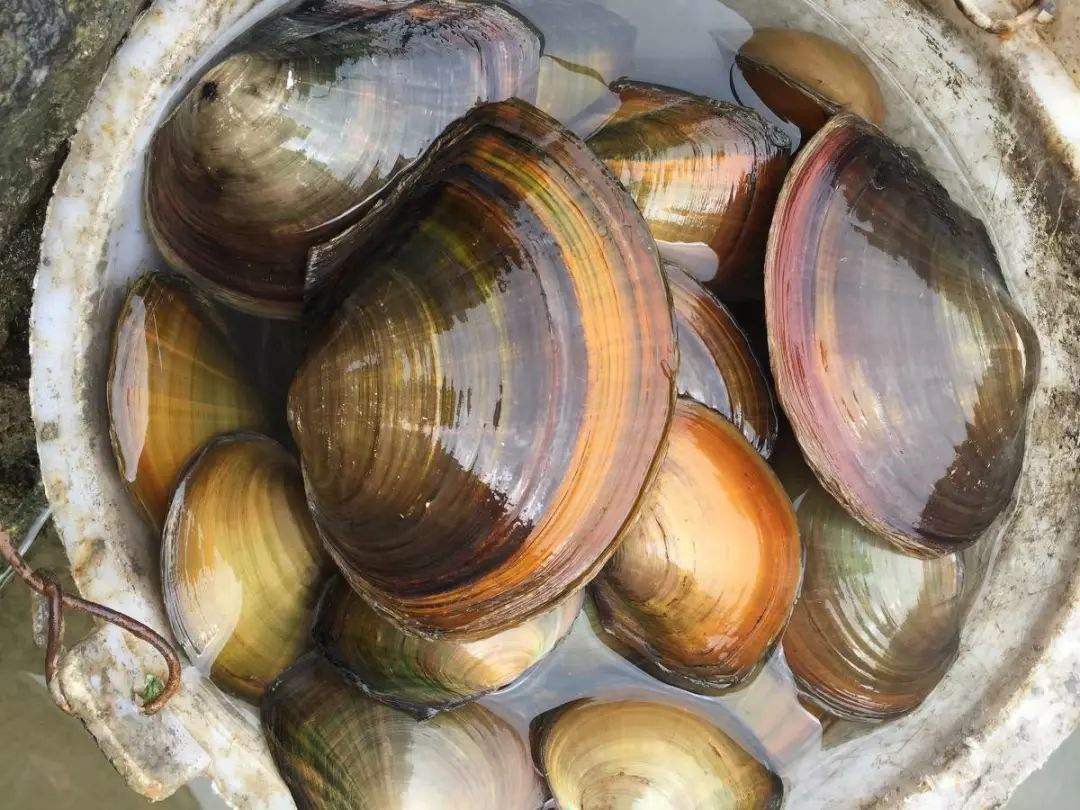 河蚌能不能吃 河蚌是否可以食用