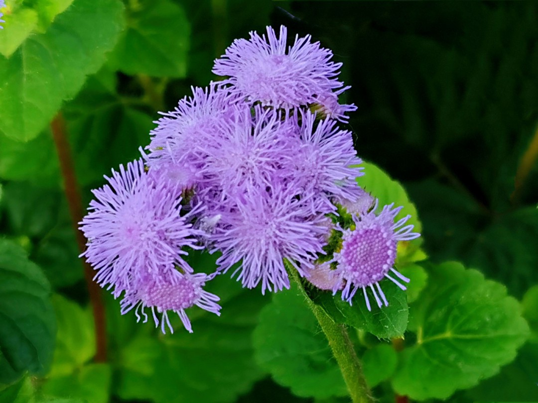 百花草的养殖方法和注意事项 如何养殖百花草